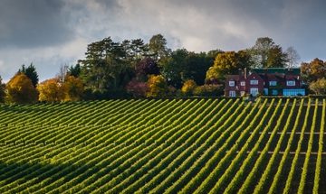 A photo of a vineyard with many rows of grapes surrounded by woodland with a large country house in the background