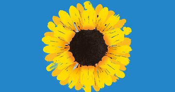 An illustration of a sunflower on a blue background with some of the petals looking like silhouette of the backs of women