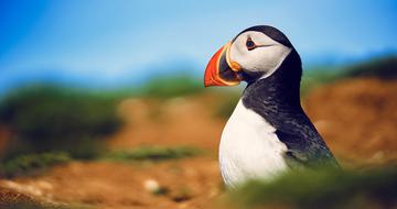 A puffin outside